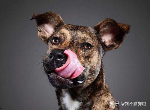 娱乐吃瓜酱狗狗拍照,萌态百出！